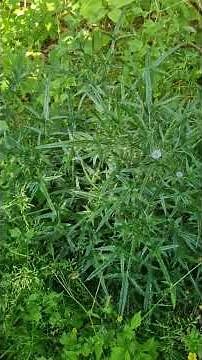 Identification of a Thistle Within a Garden in June