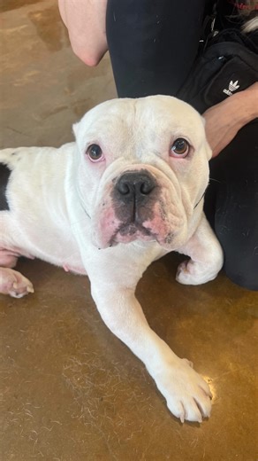 🚨FOSTER NEEDED ASAP🚨 Shelters are overflowing and dogs are in more need of our community to find co passion and selflessness than ever. 🙏🏼 Our own city has dogs living in rolling crates and declining rapidly. 💔 It’s truly not their fault… it’s the fault of the people that are discarding their pets for whatever lame excuse they can find, neglecting their animals, and aren’t getting their pets fixed. I’m sorry, but we are not going to make excuses for the amount of awful things we are seeing 