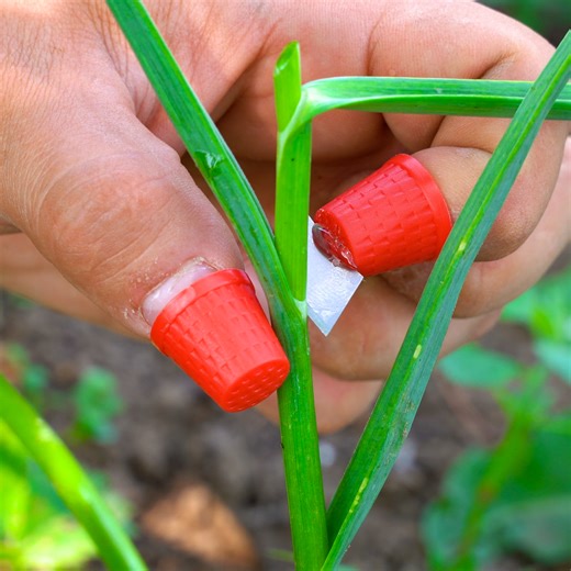 These amazing plant growing hacks & tips will amaze you and your garden! | 5-Minute Crafts GIRLY