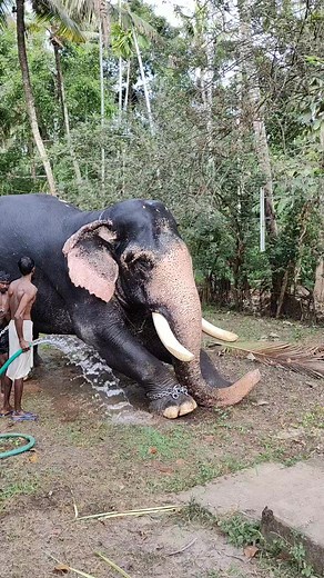 Kunnathoor ramu elephant | ആനക്കാര്യം aanakkaryam