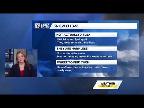 Snow Flea: The sign of life in winter