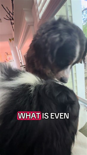 Just another day of Berner shenanigans!