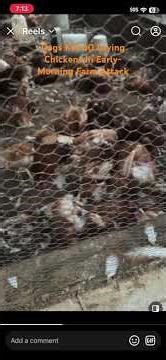 Dogs Kill 60 Laying Chickens in Early-Morning Farm Attack