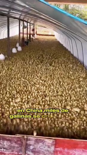 Free-Range Chicken Farming Practices in China