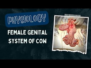 Female Genital System of Cow | Physiology