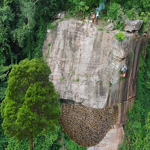 High cliffs with big honey, amazing man catching giant bees | Giant Honeybee