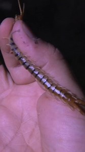 18K views · 170 reactions | Handling a DANGEROUS Desert Centipede | Brave Wilderness | Facebook