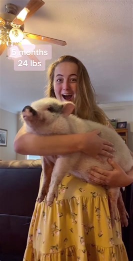 Mini Pig Growth Progress Update - Cute Pet Pig Transformation