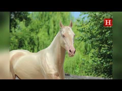 Akhal-Teke: The Golden Horse with a Metallic Shine