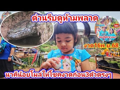 Wow!! Little Naga appears to give the 3-digit lottery numbers from the previous draw at Phaya Khe...