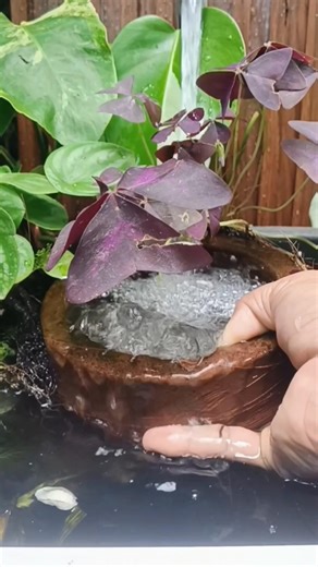 Oxalis triangularis is not planted in soil, not inside the pot 🌿 It’s simply attached to the outside of the pot, watered from above, and it still grows beautifully : #oxalistriangularis #ornamentalplants #uniqueplants #potplants #outdoorplants #gardeningtips #homegarden #plantlovers #urbanfarming | Kurnia Lestarii