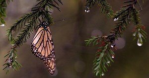 How golf courses are helping save monarch butterflies