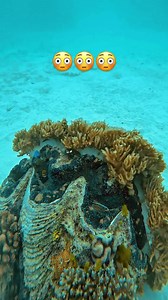 Giant Clam !? 😮 #clam #giantclam @remi___11 #giantclams #underwater #gopro #octomask #goprowater #scuba #scubadiving #diving #spearo #spearfishing #apnea #padi #freediving | OCTOMASK