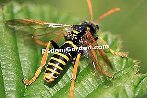 Sawfly: Behandlung Und Kampf 🌿 Alles Über Gartenarbeit Und Gartengestaltung - 2025