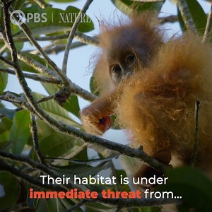 45K views · 2.3K reactions | Watch the first moving images of a Tapanuli orangutan mother and her infant. | Nature | PBS | Facebook
