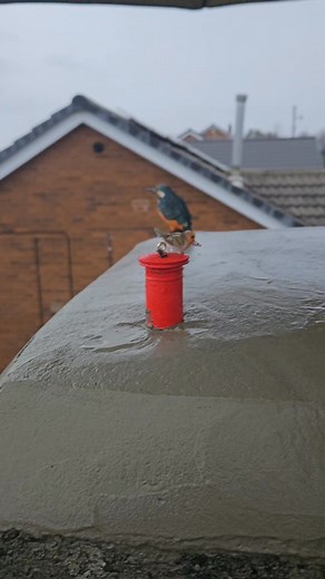 Here's a bit of chimney art i love to put the effort in & see what I can do with old & tired chimney stacks this chimney features a kestrel - sparrowhawk- robin - Kingfisher www.kingfisherbarnsley.co.uk #roof#roofing #roofingcontractor #roofingcontractornearme #roofer#roofersoftiktok #roof#roofingexperts #roof#roofrepair #kingfisherroofingbarnsley #chimney#chimneyrepair #chimney#chimneyinspection | Kingfisher Roofing & Property Maintenance