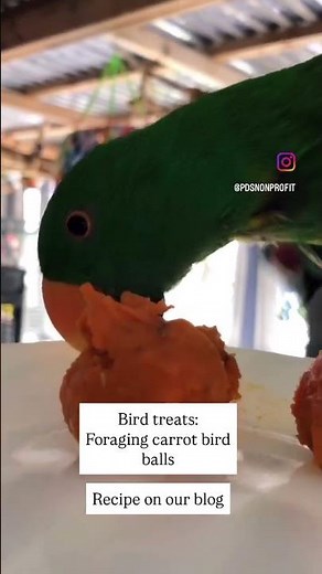 Eclectus Parrot Tries Foraging Carrot Balls | Healthy DIY Bird Treat! 🥕🦜