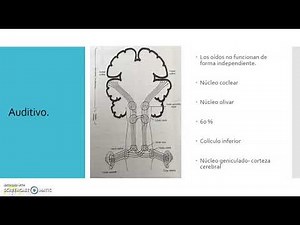 Tipos de percepción, percepción auditiva