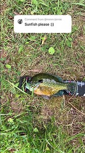 Part 5 drawing every fish people comment. Sunfish #fishdrawing #fishinglife #foryou