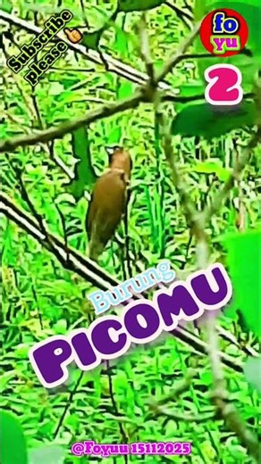 BURUNG PICOMU ‪@Foyuu‬ #nature #fauna #animals #birds #shorts #viral #shortvideo #viralvideo #short