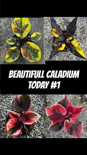 Most Beautiful Caladium Leaves You’ll See Today #part2 #plants #caladium #garden