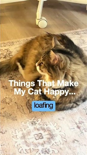 It's the last one fur us 🐈‍⬛ #cats #catshorts