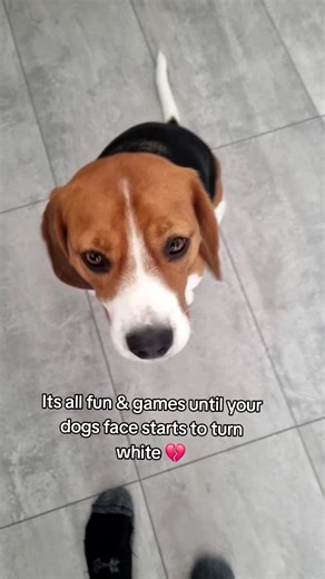 His little white goggles 😢 my lil distinguished gentleman (nearly 5). #dog #dogsoftiktok #beagle #beagles