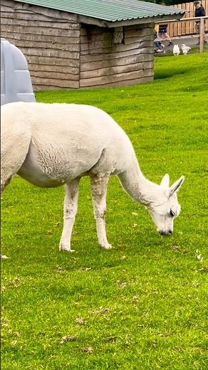 Llama at the Farm | Funny & Cute Moments | Family Farm Vlog