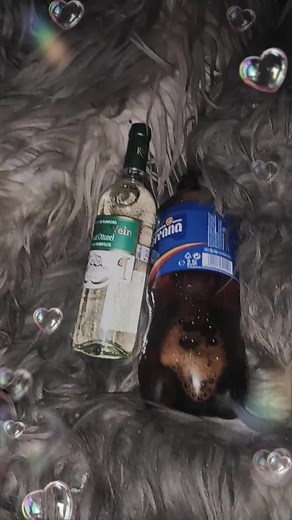 Videoclipuri postate de felecanmarcel (@felecanmarcel) cu sunet original - 🌓Alex🌍