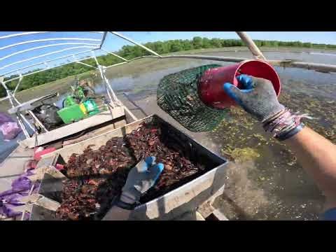 Crawfish POV& Burrow building Timelapse