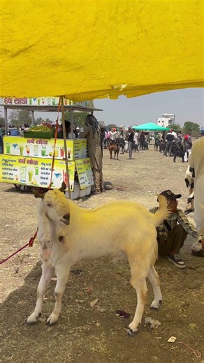 Kota Goat At Gandhi Nagar Bakra Mandi Bhopal April 2026