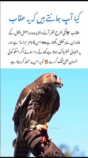 Meet the Buzzard Amazing wildlife animal #buzzard #naturefacts #wildlife #nature #shorts