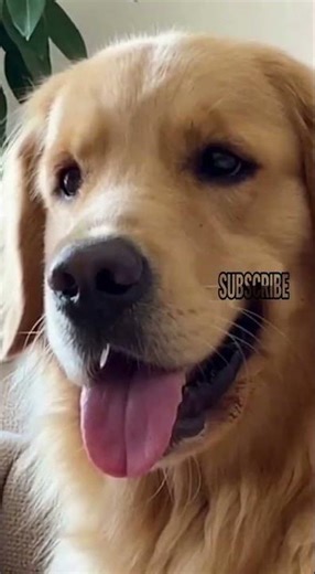 They need a time out. ⏳ #dog #timeout #naughty