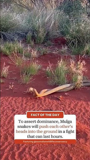 Snakes FIGHT For Dominance!