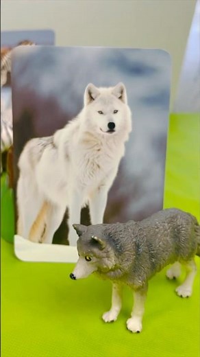 The Best Animal Flashcards for Toddlers