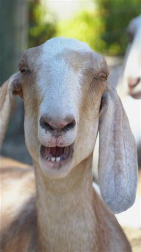 Goats See and Taste the World Differently