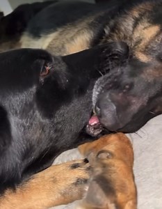 Sharing is Caring! K9 Mattis | Georgia Police K9 Foundation