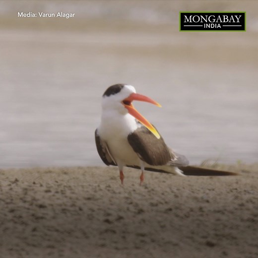 119K views · 1.5K reactions | The Indian skimmer gets its name from its skimming behaviour over water surfaces. The under-researched social bird species is under threat due to numerous human activities. https://india.mongabay.com/2020/06/nest-guardians-to-keep-the-indian-skimmers-eggs-safe/ | Mongabay-India | Facebook