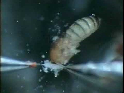 02 How to dissect the brain of an adult fruit fly Drosophila melanogaster with the body part