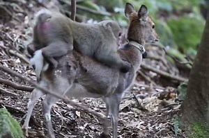Il macaco e il cervo fanno sesso ‘consenziente’: esiste l’amore tra specie diverse?