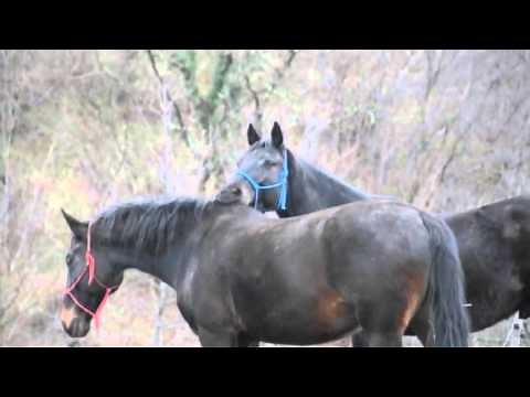 Horses Mating Up Close And Hard For A Long Time | Funny Animals Compilation Animal Videos 2015