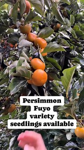 721 reactions · 45 shares | Persimmon fuyo variety available seedlings 1-2ft | Anastacia Fruit Bearing Trees | Facebook