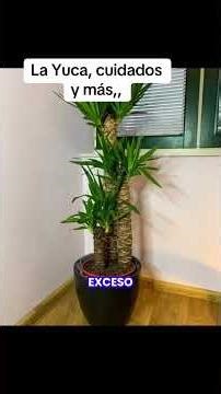 Yucca: Care and Tips!! #plants #plantas