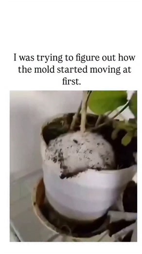 𝗘𝘅𝗽𝗹𝗮𝗶𝗻𝗲𝗿 📌 on Instagram: "The video depicts white fungal mycelium subtly expanding and rippling across damp potting soil in a houseplant pot, a real phenomenon where hyphae extend at rates up to 1 mm per hour to absorb nutrients, as observed in time-lapse studies of species like Aspergillus. Posted October 20, 2025, by @TheFigen_ , who shares uplifting art and memes, the caption reflects initial viewer confusion over the imperceptible motion, turning a mundane gardening mishap into a