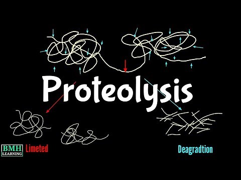 Proteolysis | Proteolytic Degradation | Zymogen Activation | Proteolytic Cleavage |