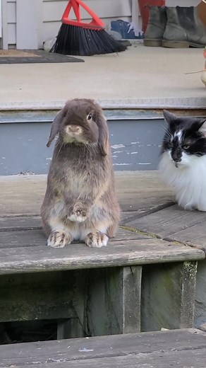 Unlikely Friendship Between a Rabbit and a Cat