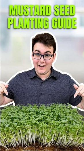 How to Grow Microgreens: Mustard Seed Planting Guide