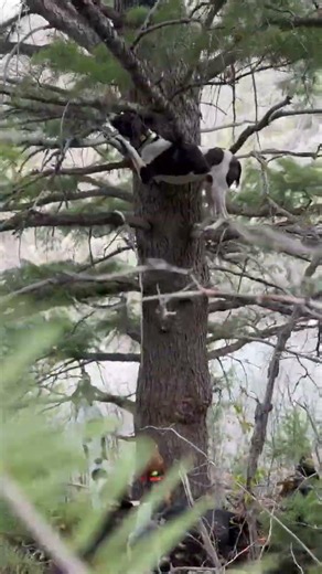 DRY GROUND MOUNTAIN LION TREED! #hunting #hounds #houndhunting #huntingdogs #cougar #puma #lion #tra