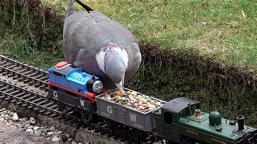 #WoodPigeons“Hello, Thomas the Tank Engine. Why are you in that waggon?”