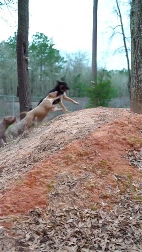 #americanbullypuppies Surprise Malinois Mix‼️😂 #qbnkennel #americanbullybreeder